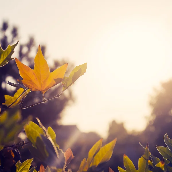 Herbstliches Laub vom Sonnenlicht erhellt — Stockfoto