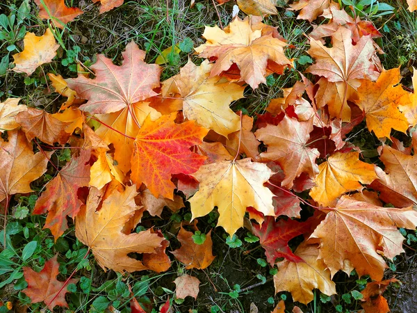 Colorful autumn leaves lying on the green grass — Stock Photo, Image
