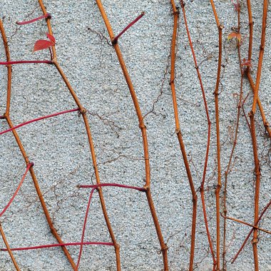 taştan bir duvar üzerinde üzüm Kuru dallar arka planı