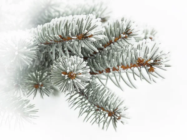 Immergrüner Zweig mit Schnee bedeckt, vor einem Hintergrund aus Schnee — Stockfoto