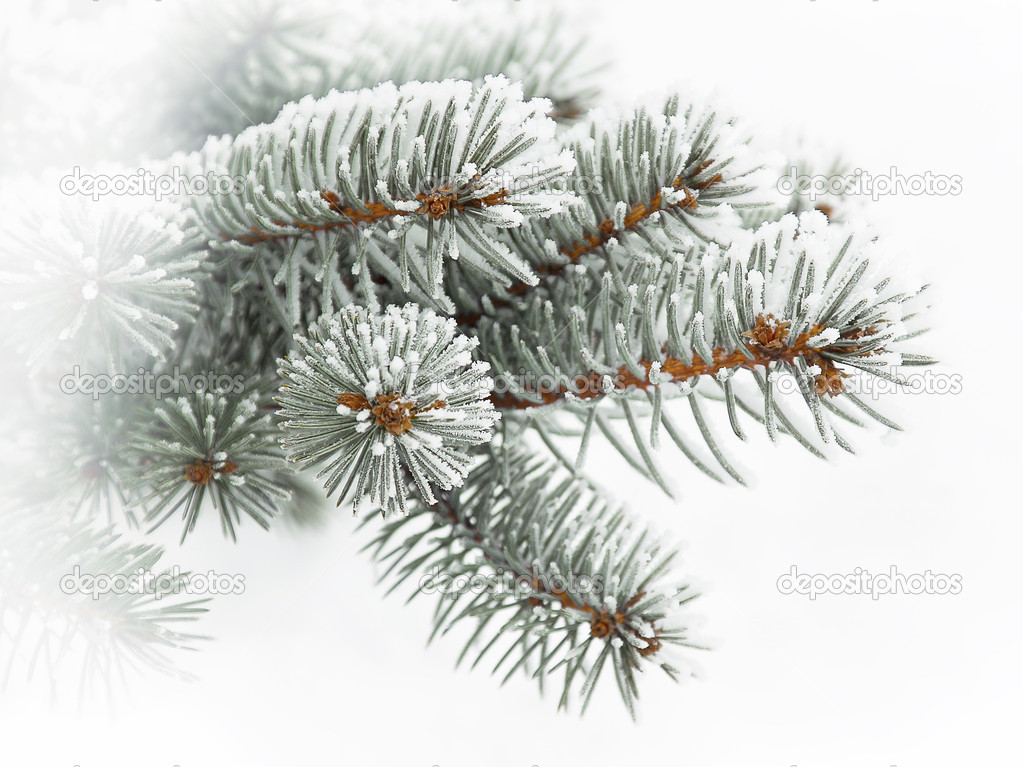 Evergreen branch covered with snow, against a background of snow