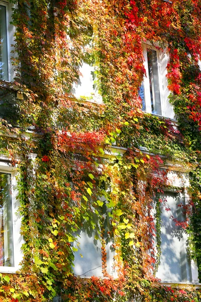 Bright autumn leaves curl on the facade of urban buildings. — Stock Photo, Image