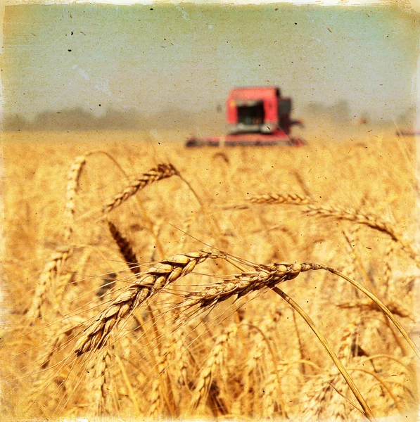 Vintage background wheat harvest — Stock Photo, Image