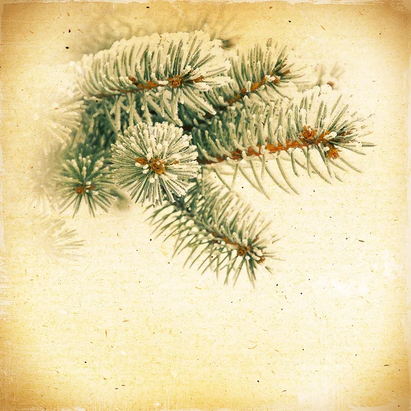 Antika arka plan yeşil çam dalları kar — Stok fotoğraf