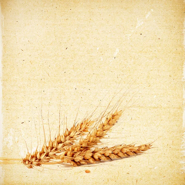 Espiguillas de trigo sobre el fondo de papel texturizado vintage —  Fotos de Stock