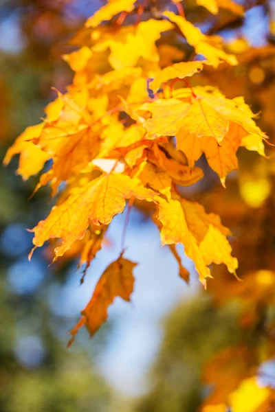 Bright colors of the autumn leaves, bokeh — Stock Photo, Image