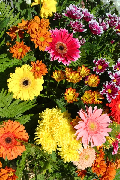 Virágos háttér-ragyogó őszi színek — Stock Fotó