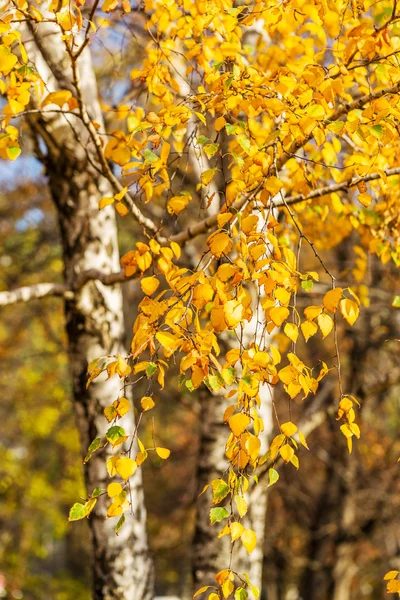 Heldere herfst bladeren van een boom berk — Stockfoto