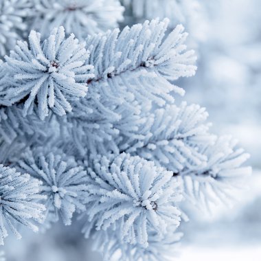 Beyaz arkaplanda Noel ağacı
