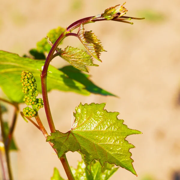 Brotes de primavera brotando en una vid de uva en el viñedo — Foto de Stock