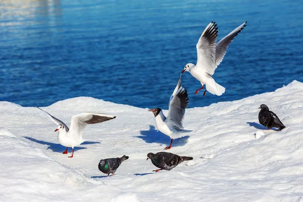 Buz üzerinde Gulls — Stok fotoğraf