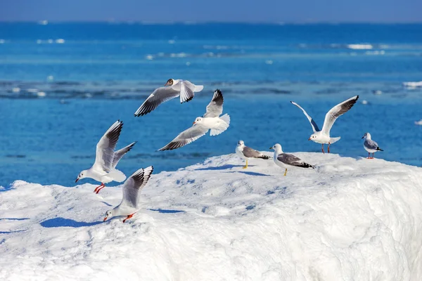 Gulls on ice — Stock Photo, Image