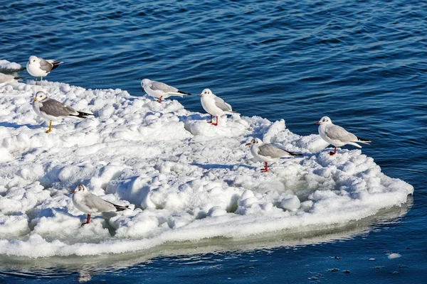 Möwen auf Eis — Stockfoto