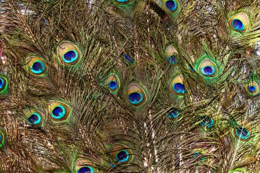 arka plan ile renkli tavus kuşu tüyü