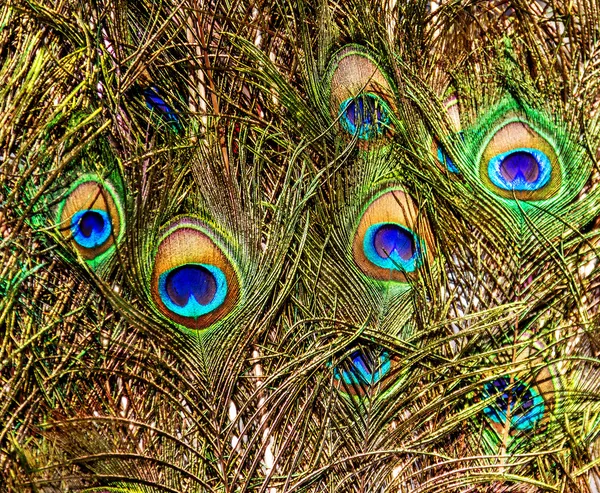 Background with colorful peacock feathers — Stock Photo, Image