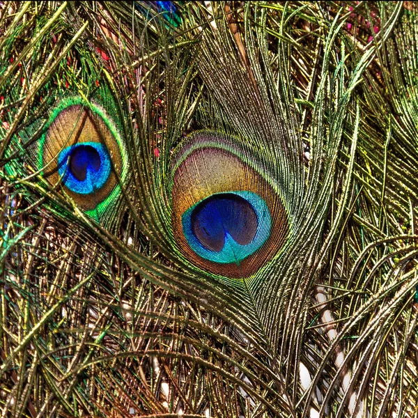 Background with colorful peacock feathers — Stock Photo, Image