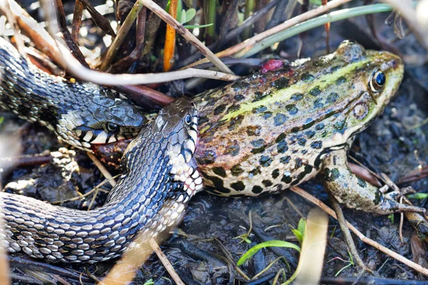 Serpente e rana — Foto Stock