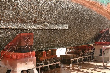 eski nehir gemisi ile büyümüş bir bitki örtüsü ve marine midye bott