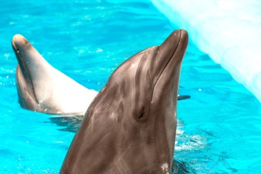 bir mavi Yüzme Havuzu su üzerinde gülümseyen güzel güzel yunus 