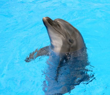 bir mavi Yüzme Havuzu su üzerinde gülümseyen güzel güzel yunus 