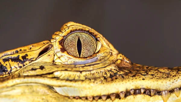 Κεφάλι του έναν κροκόδειλο, μάτια σε επιλεκτική εστίαση closeup — Φωτογραφία Αρχείου