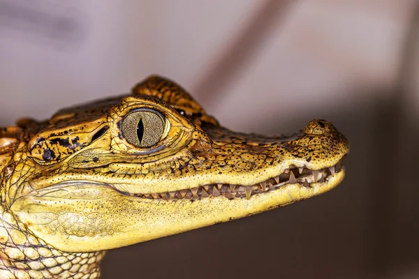 Head of a crocodile, eyes in closeup selective focus — Stock Photo, Image