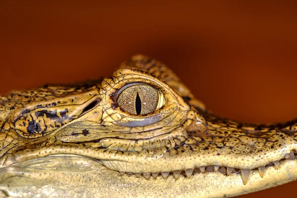 Cabeza de cocodrilo, ojos en primer plano enfoque selectivo —  Fotos de Stock