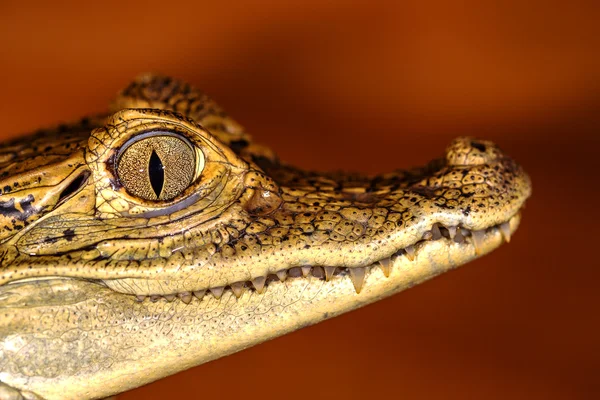Κεφάλι του έναν κροκόδειλο, μάτια σε επιλεκτική εστίαση closeup — Φωτογραφία Αρχείου