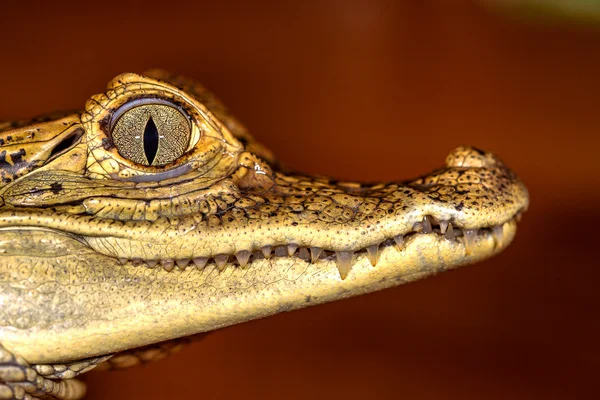 Cabeça de um crocodilo, olhos em close-up foco seletivo — Fotografia de Stock