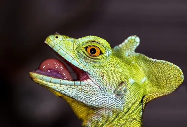 Head chameleon selective focus on eye — Stock Photo, Image