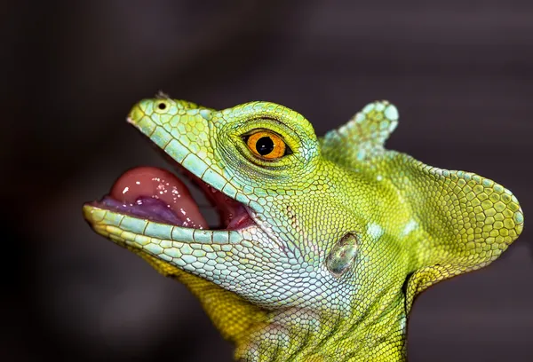 Caméléon tête focus sélectif sur l'oeil — Photo