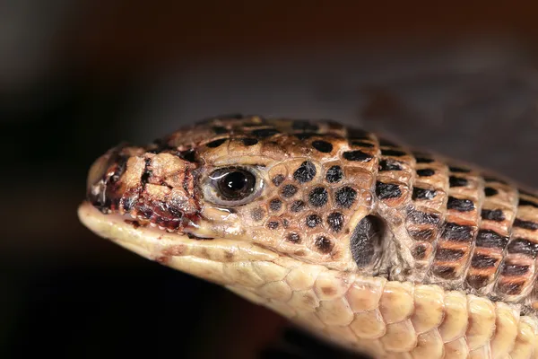 Kopf der Schlange, selektiver Fokus auf das Auge — Stockfoto