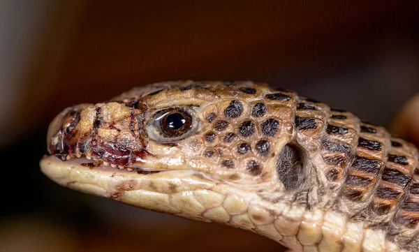 Cabeça da cobra, foco seletivo no olho — Fotografia de Stock