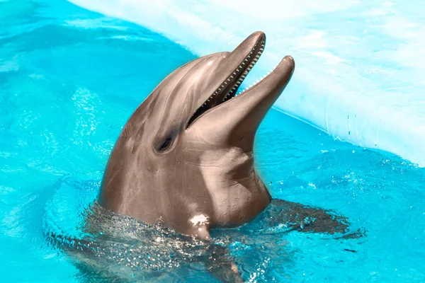 Glad beautiful dolphin smiling in a blue swimming pool water on — Stock Photo, Image