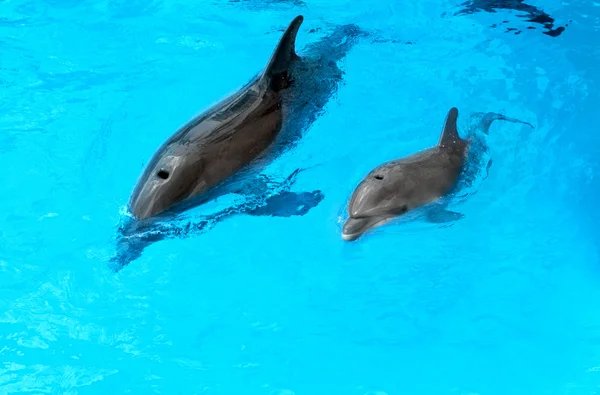 La madre delfín con su pequeño delfín nada en la piscina. Niño. — Foto de Stock