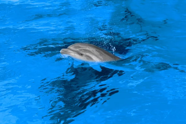Dolphin mother with her little dolphin swims in the pool. Child — Stock Photo, Image