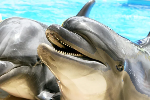 Lieto bello delfino sorridente in una piscina blu acqua su — Foto Stock