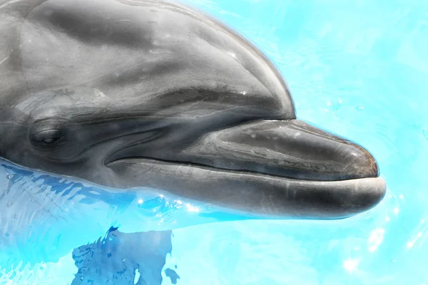 高兴只美丽的微笑蓝色泳池水中的海豚 — 图库照片