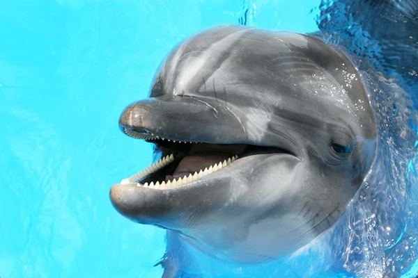 Delfín hermoso alegre sonriendo en un agua azul de la piscina en —  Fotos de Stock