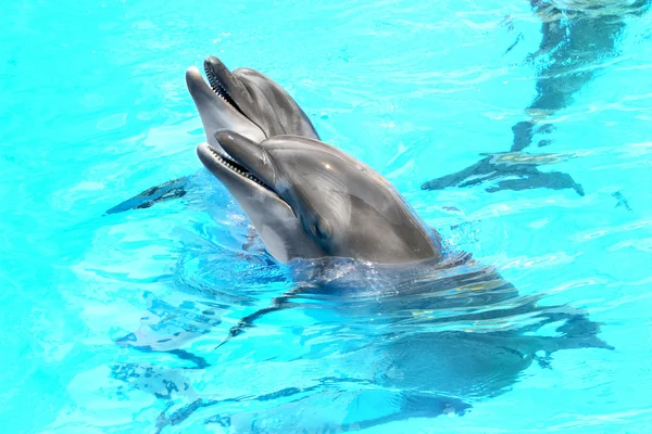 Glad beautiful dolphin smiling in a blue swimming pool water on — Stock Photo, Image