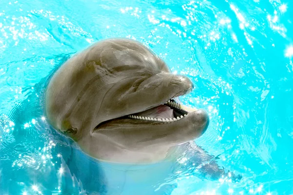 Delfín hermoso alegre sonriendo en un agua azul de la piscina en — Foto de Stock