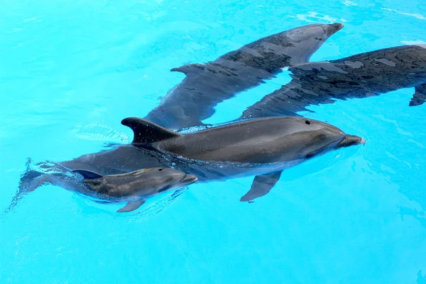 Family of dolphins, mother and father with his young dolphin swi — Stock Photo, Image