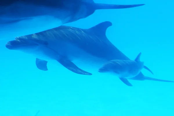 Dolphin mother with her little dolphin swims in the pool. Child — Stock Photo, Image