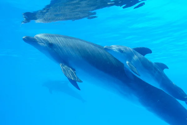 Dolphin mãe com seus pequenos golfinhos nada na piscina. Criança — Fotografia de Stock