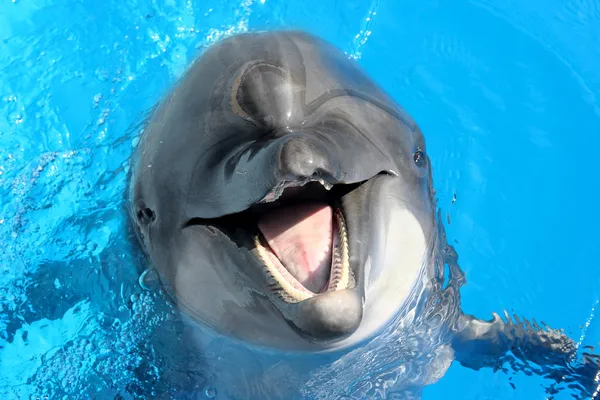 Lieto bello delfino sorridente in una piscina blu acqua su — Foto Stock
