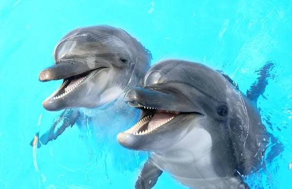 Glad beautiful dolphin smiling in a blue swimming pool water on — Stock Photo, Image