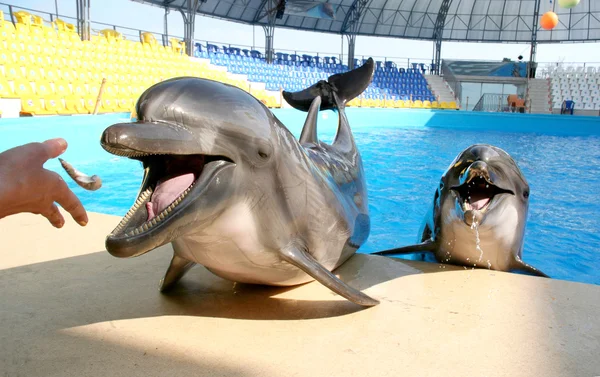 Glad beautiful dolphin smiles and waits for fish meal on the rim — Stock Photo, Image