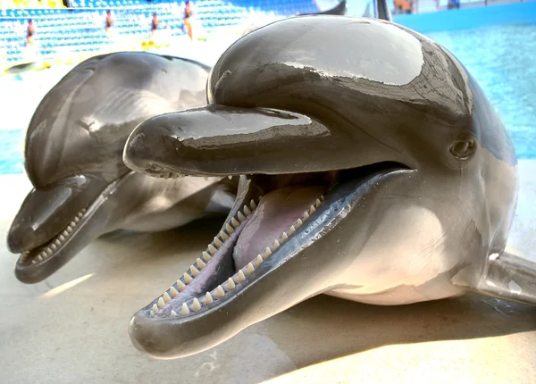 Glad beautiful dolphin smiles and waits for fish meal on the rim — Stock Photo, Image