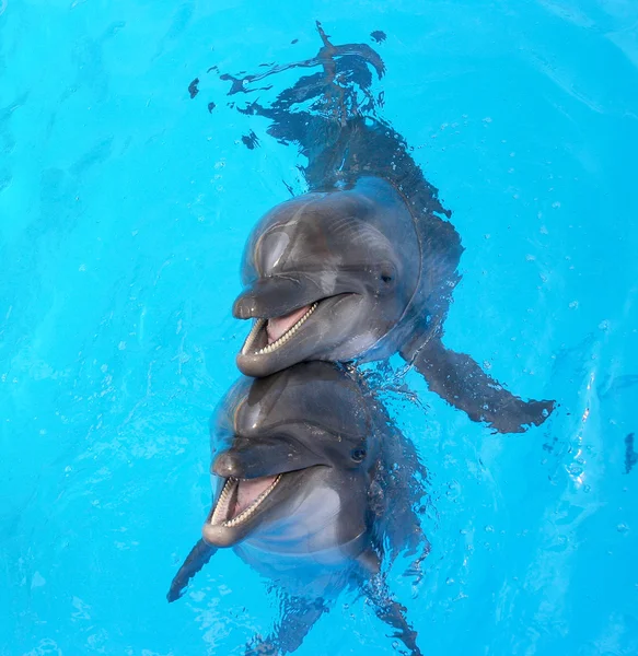 Glad beautiful dolphin smiling in a blue swimming pool water on — Stock Photo, Image