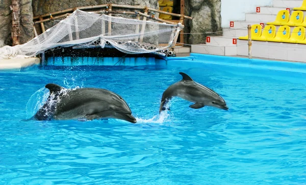 Dolphin mother with her little dolphin swims in the pool. Child — Stock Photo, Image